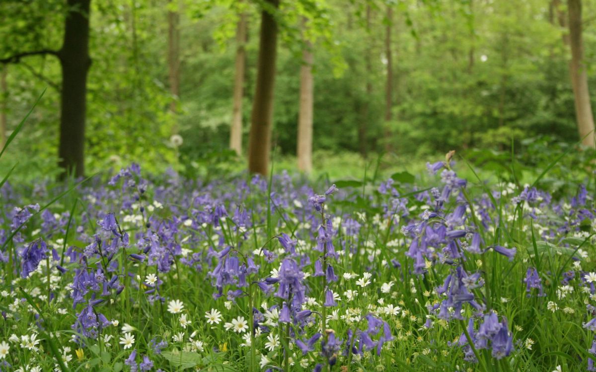 Bluebells in the woodland