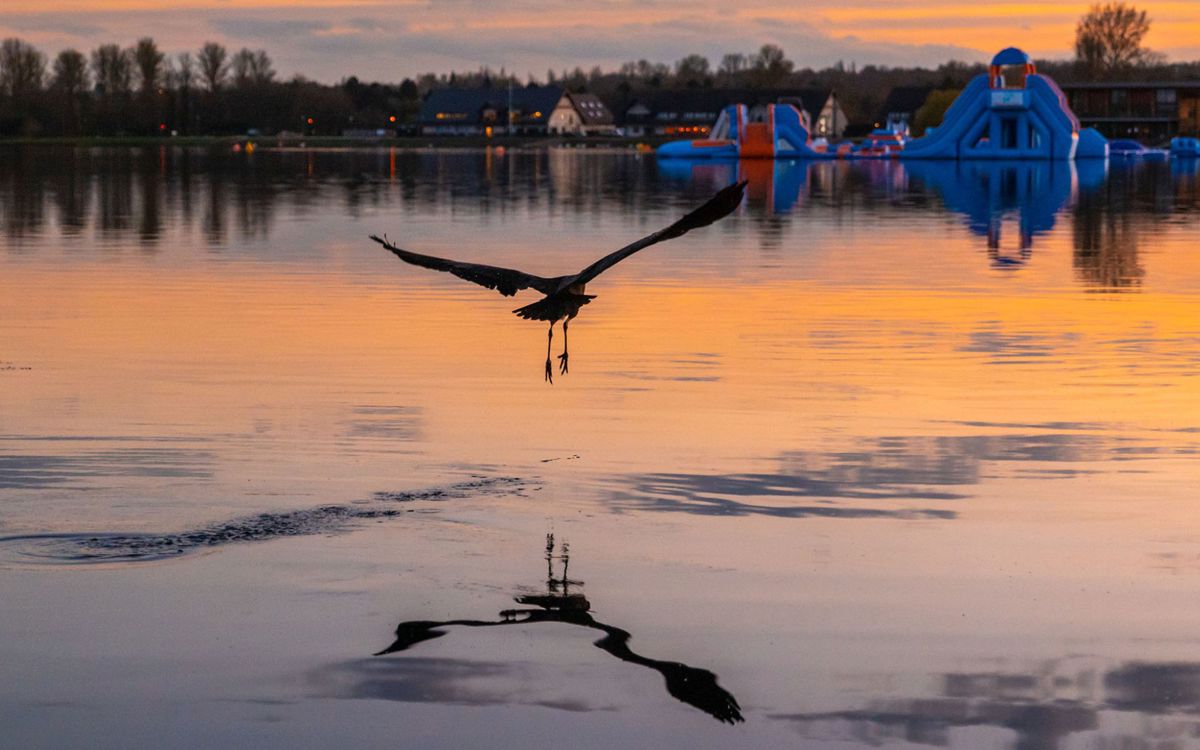 Heron Flying Across Willen Lake