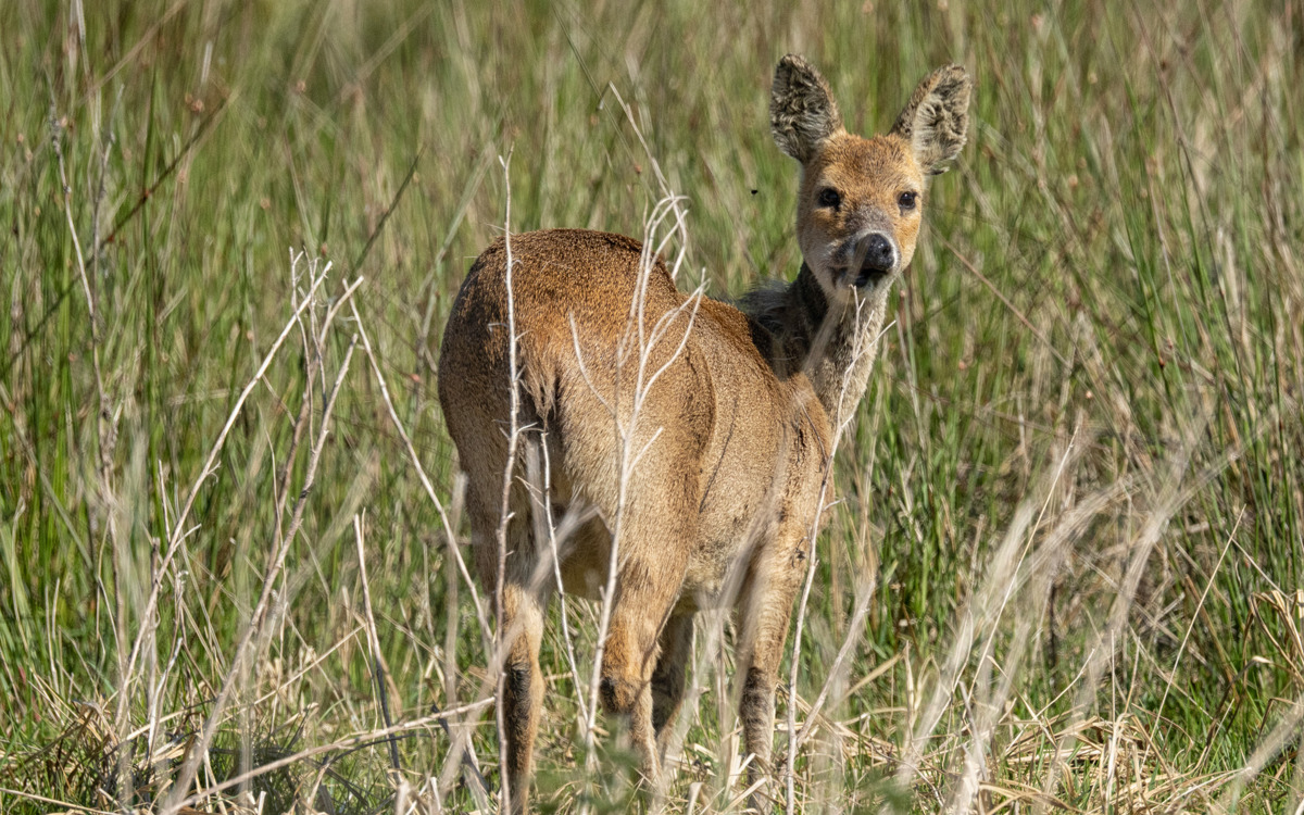 Chinese Water Deer in long grass at Magna Park, Broughton Brook.