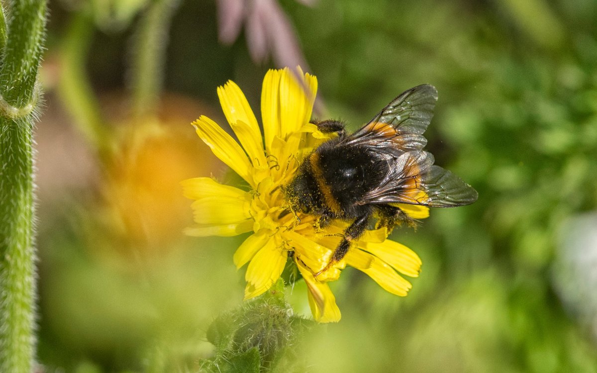 Bee resting on yellow flower
