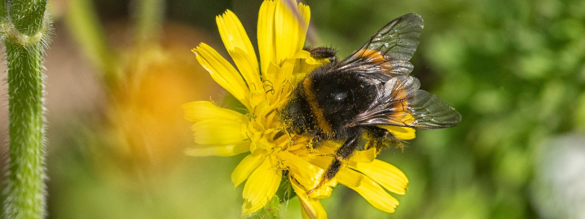 Bee resting on yellow flower