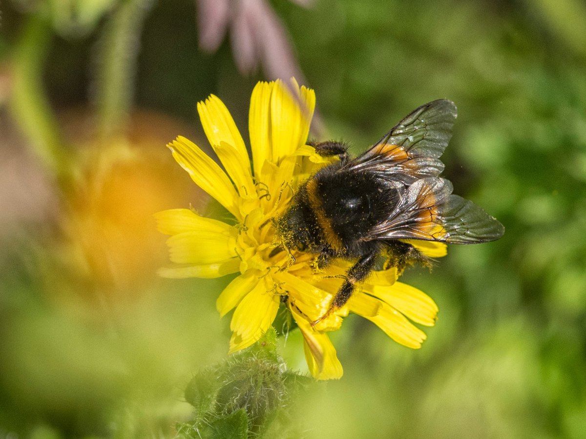 Bee resting on yellow flower