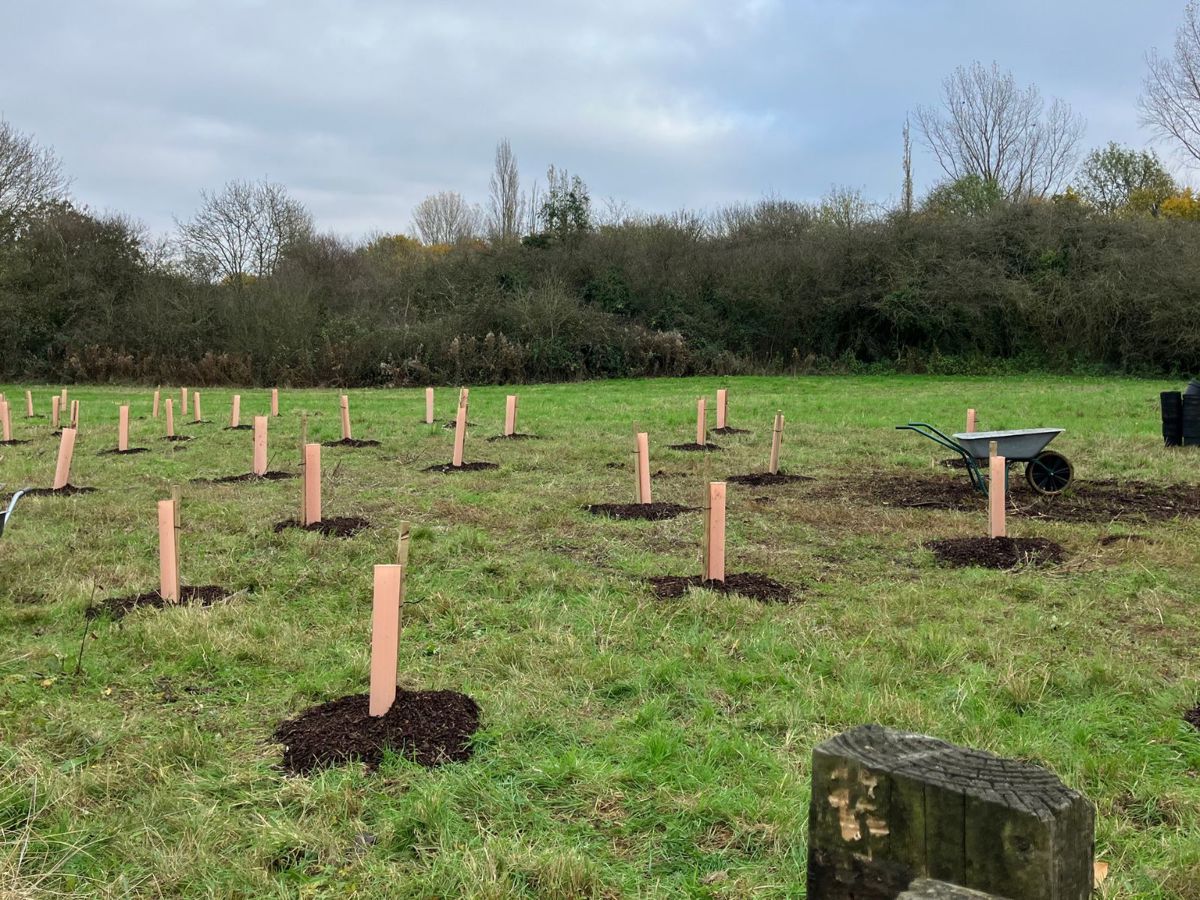 Trees with guards planted in Milton Keynes park