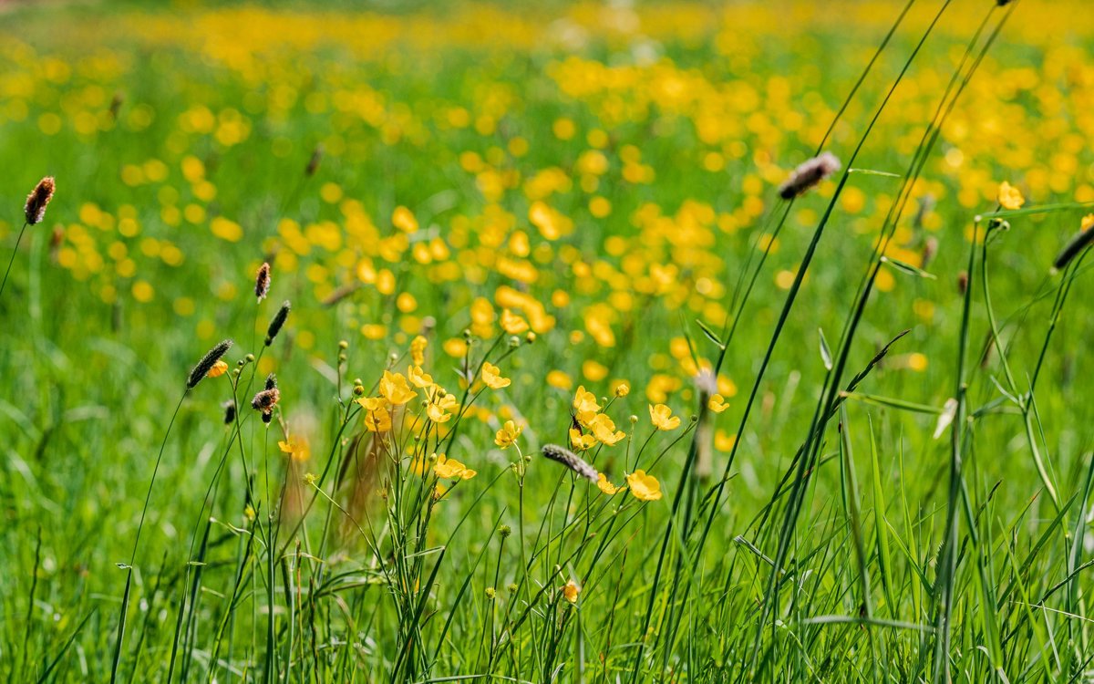 Long grass and buttercups