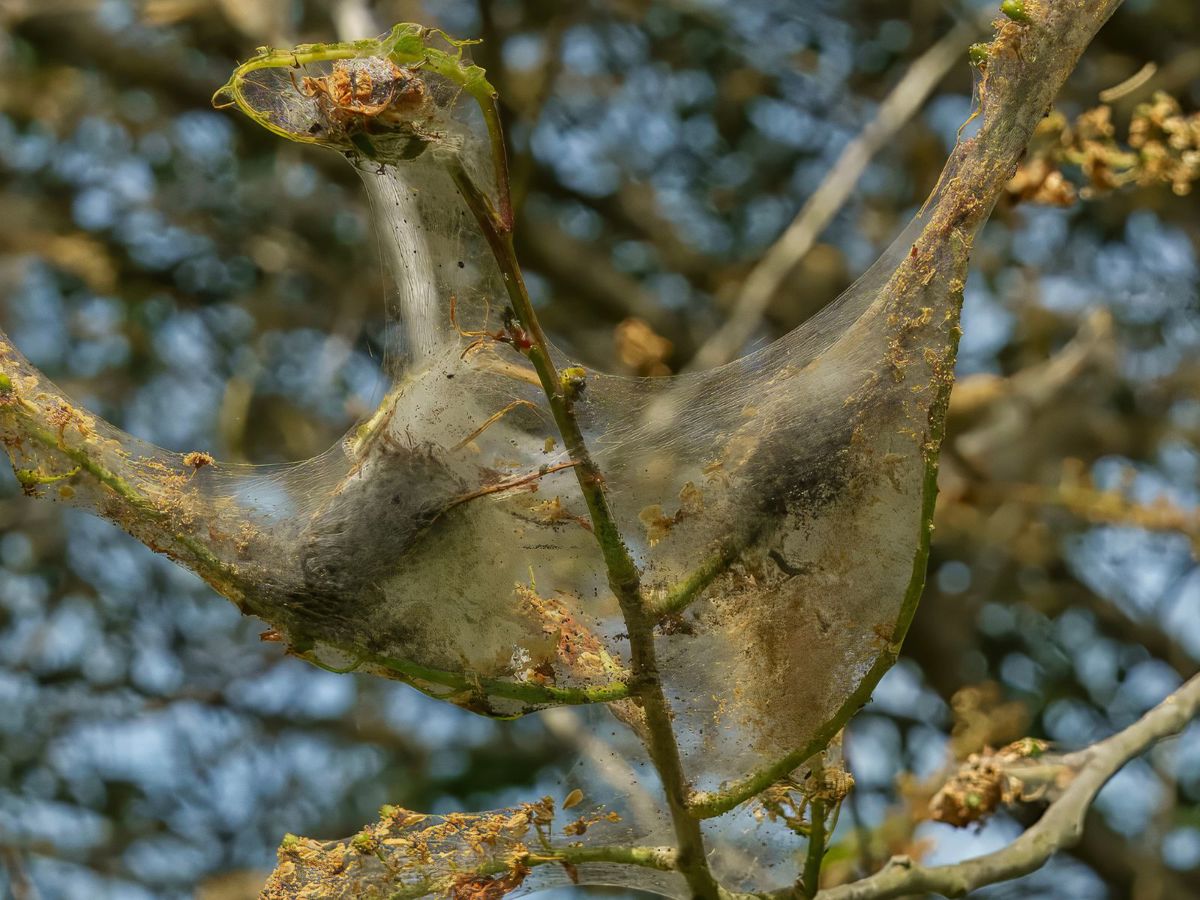 Web on tree branches from caterpillars
