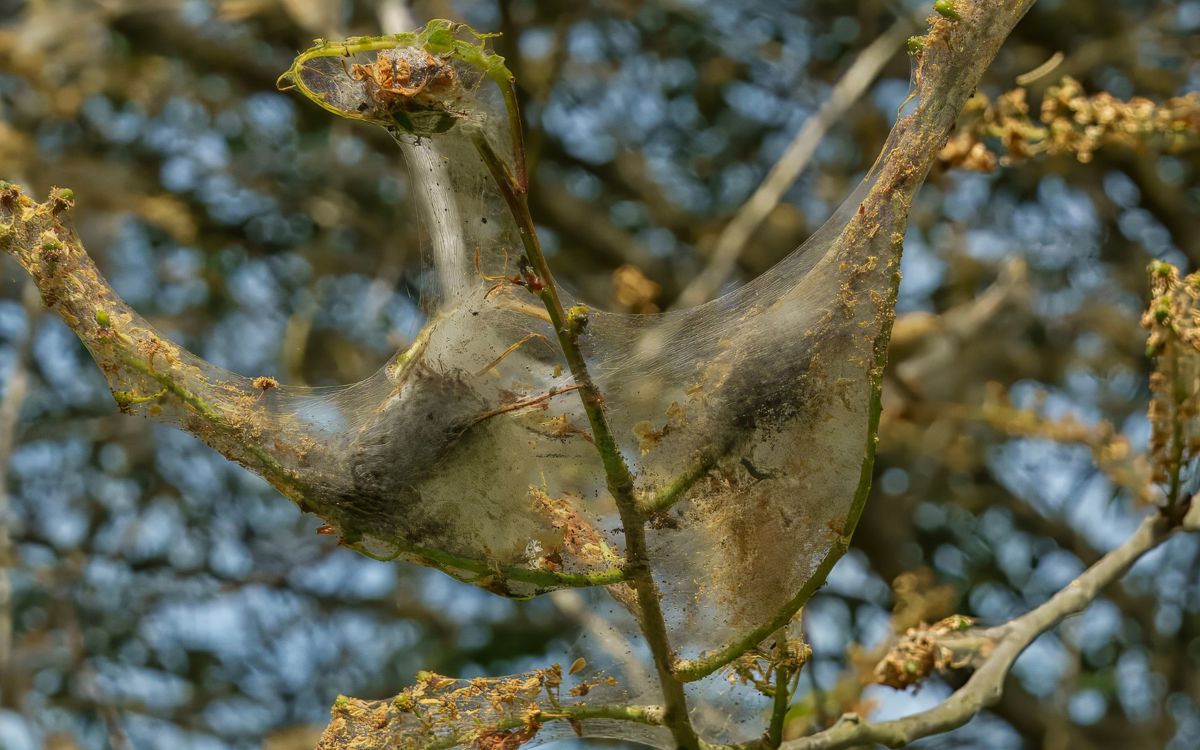 Webbed Wonders: Why web covered trees aren’t a cause for alarm | The ...