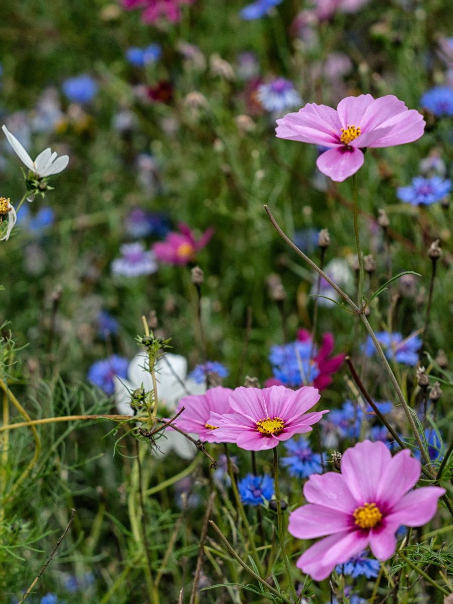 Pink and blue flowers in meadow
