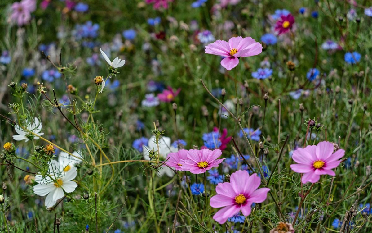 Pink and blue flowers in meadow