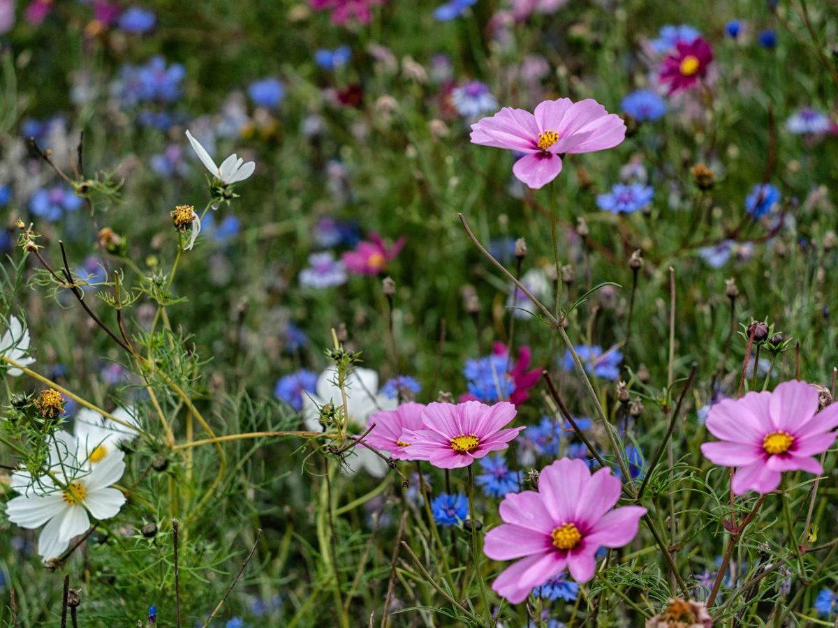 Pink and blue flowers in meadow