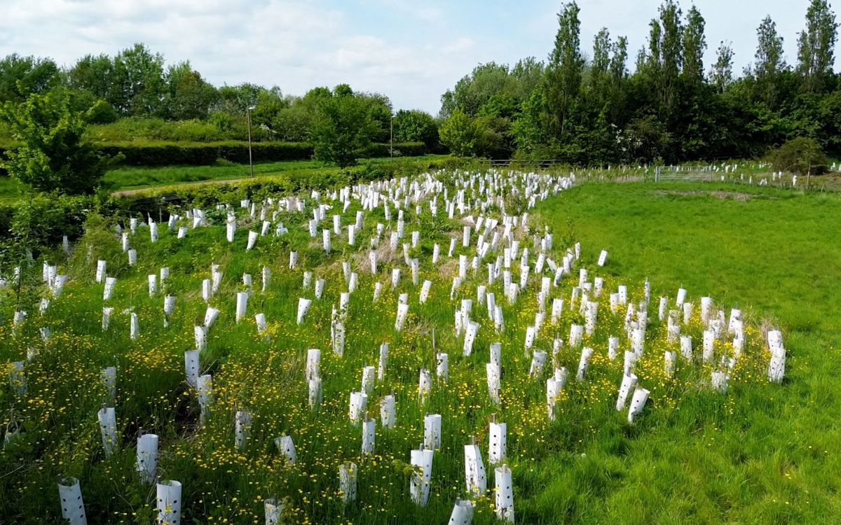 Tree saplings with tree guard at Middleton Wood Meadow in Milton Keynes