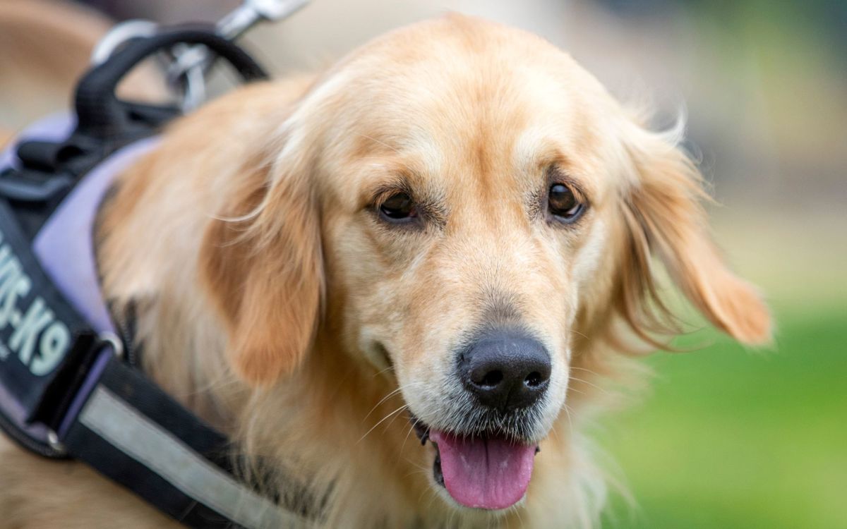 Golden retriever with harness at Willen Lake