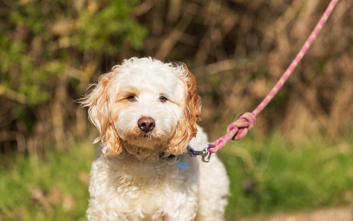 Cream dog looking at camera on a lead