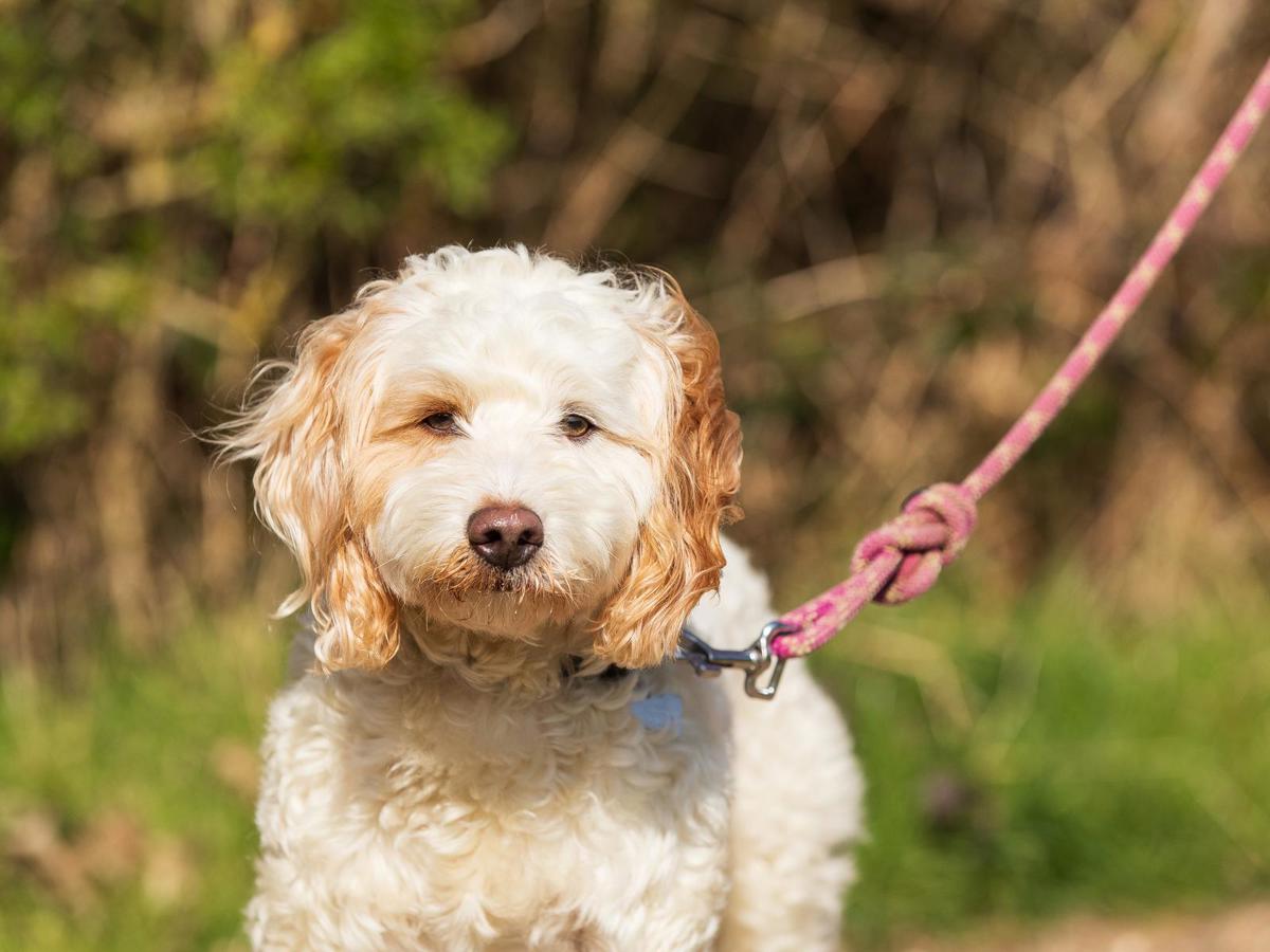 Cream dog looking at camera on a lead