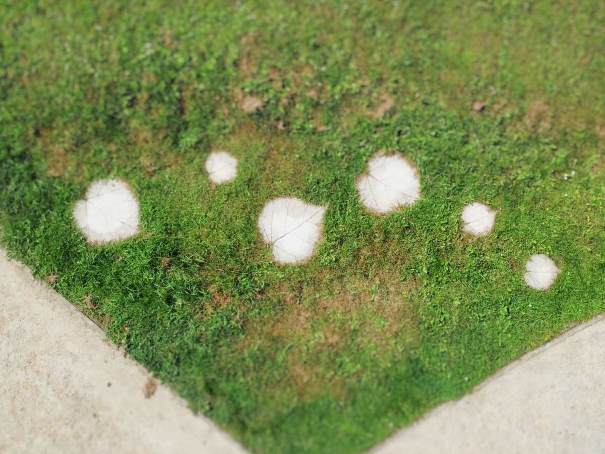 A grassy area featuring distinct white leaf printed stones, creating a striking contrast against the green landscape.