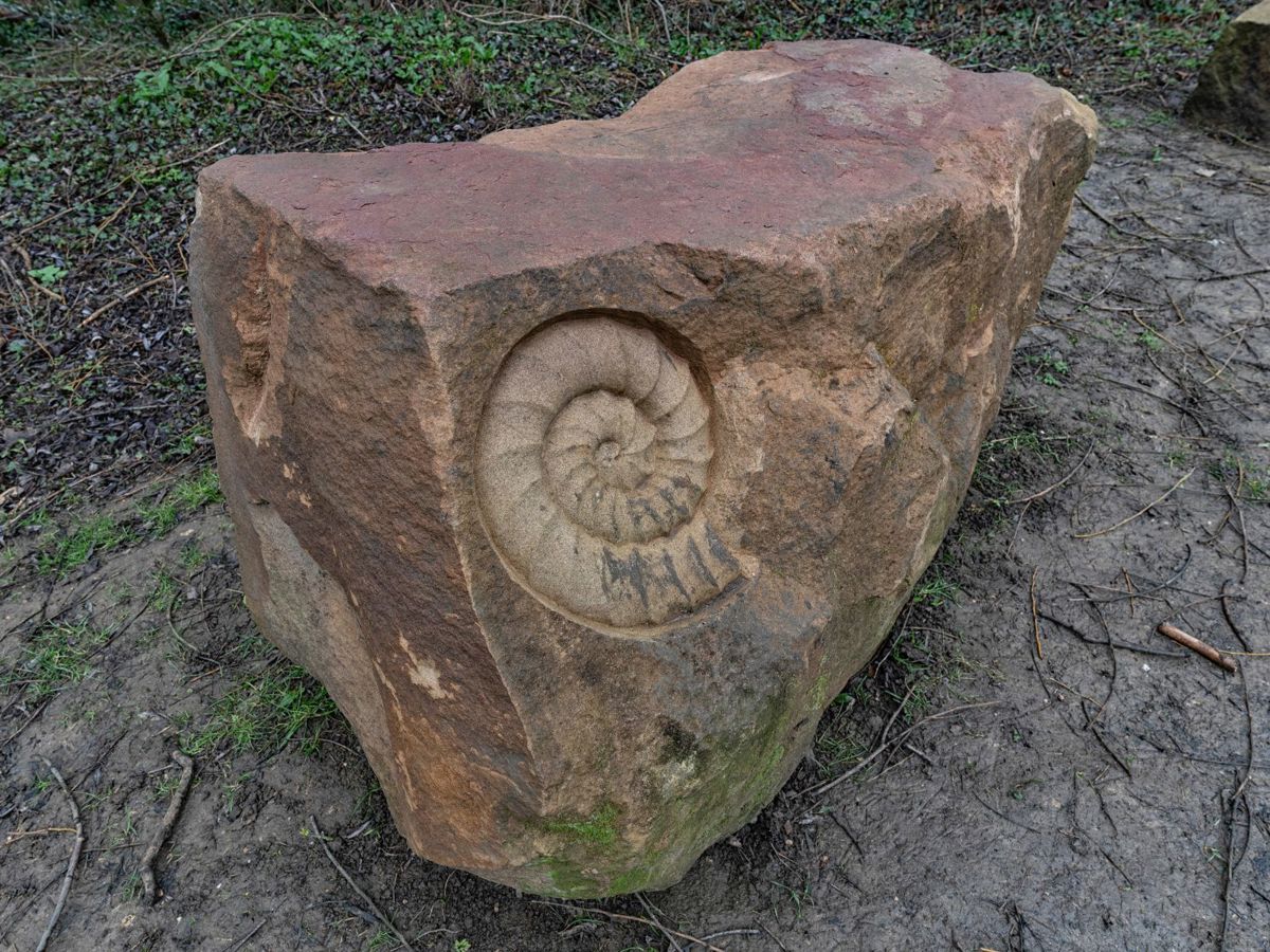 Shell fossil in stone sculpture
