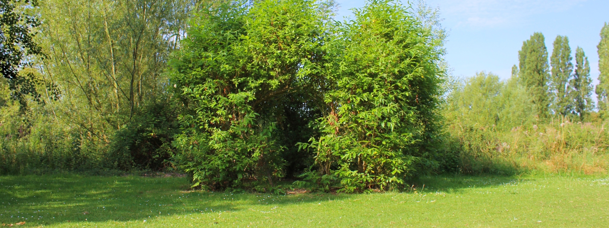 this piece of art started of as twigs intertwined to create a den like structure however as time as passed is as grown leaves to create a large bush like appearance with vibrant leaves