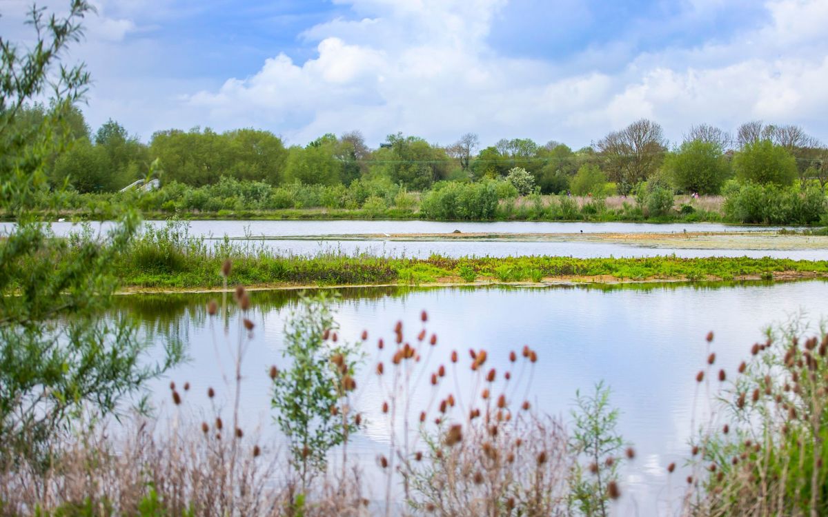 Reeds and lake with trees in distance