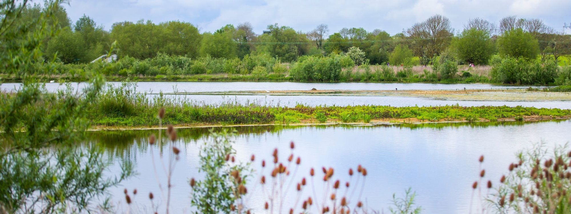 Reeds and lake with trees in distance