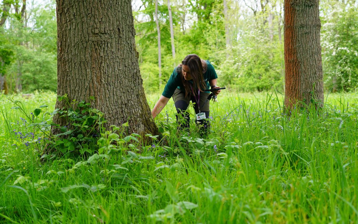 The Parks Trust landscape officer inspecting tree trunk