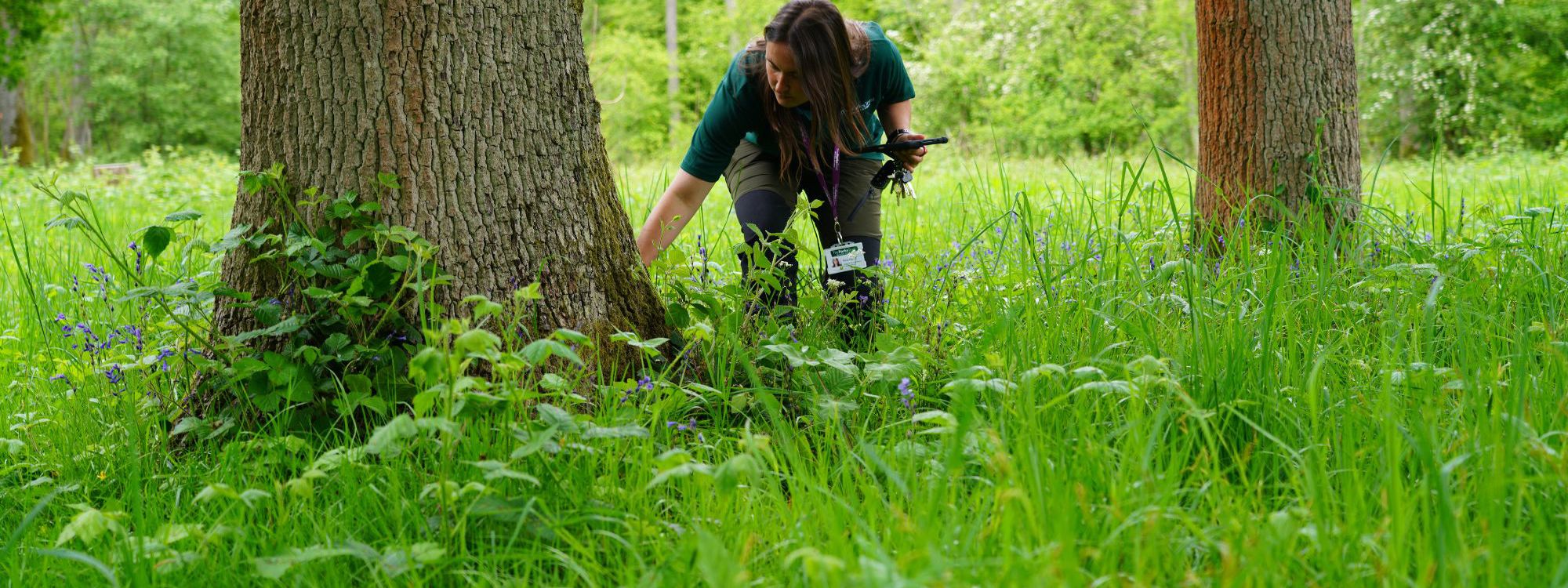 The Parks Trust landscape officer inspecting tree trunk
