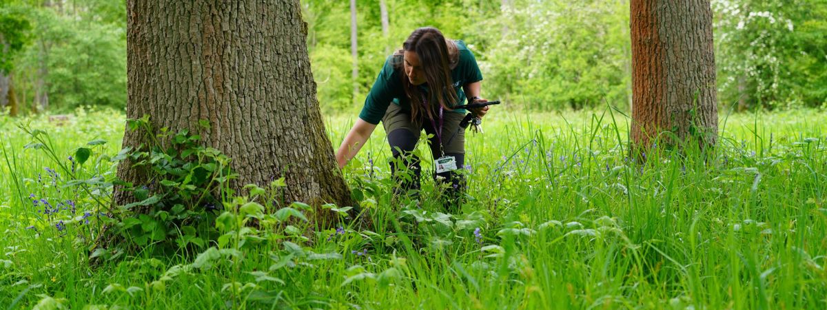 Tree Inspections | The Parks Trust