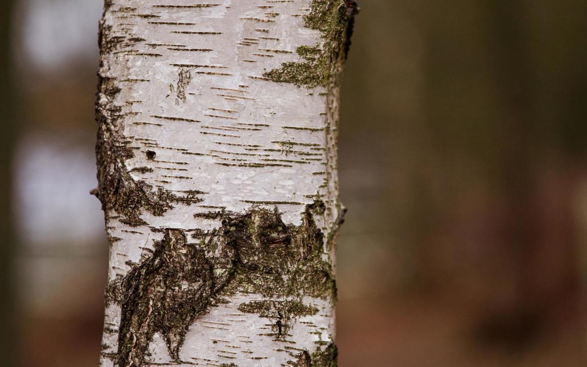 Silver birch bark