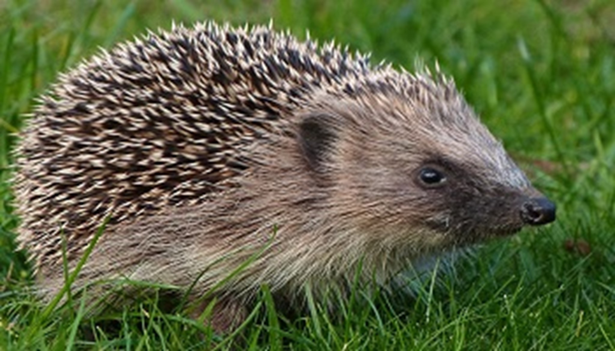 Hedgehog, November 2013 listing.jpg