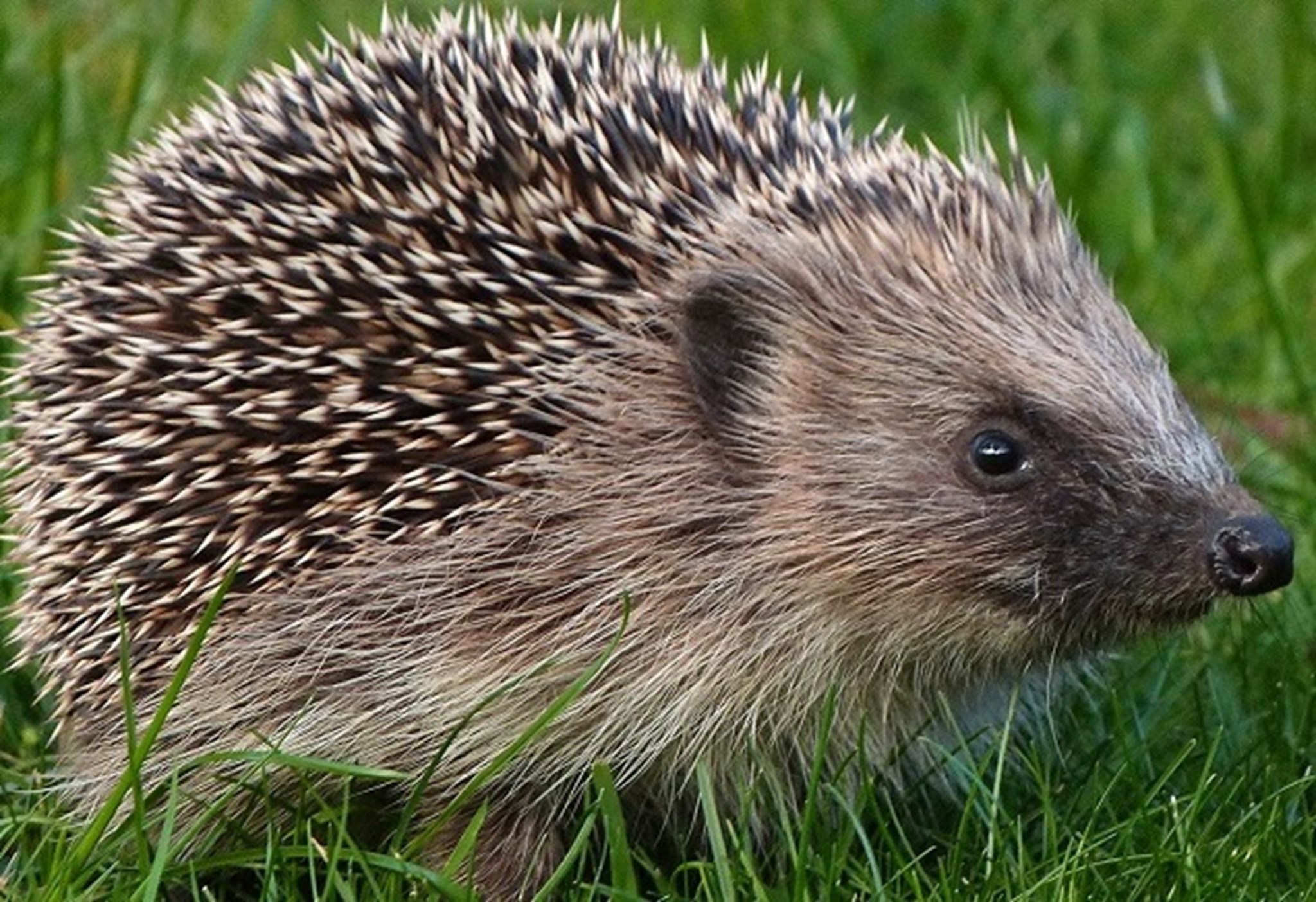 Hedgehog, November 2013 banner.jpg (1)