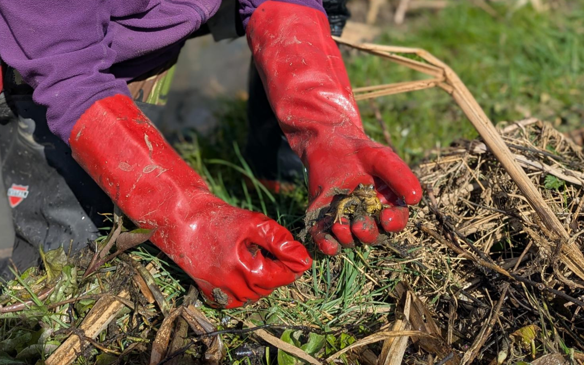 Hands with red gloves holding a frog 