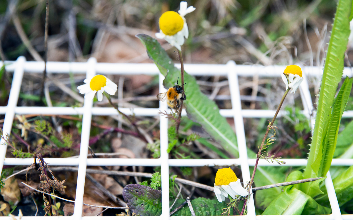 Bee on flower in quadrat