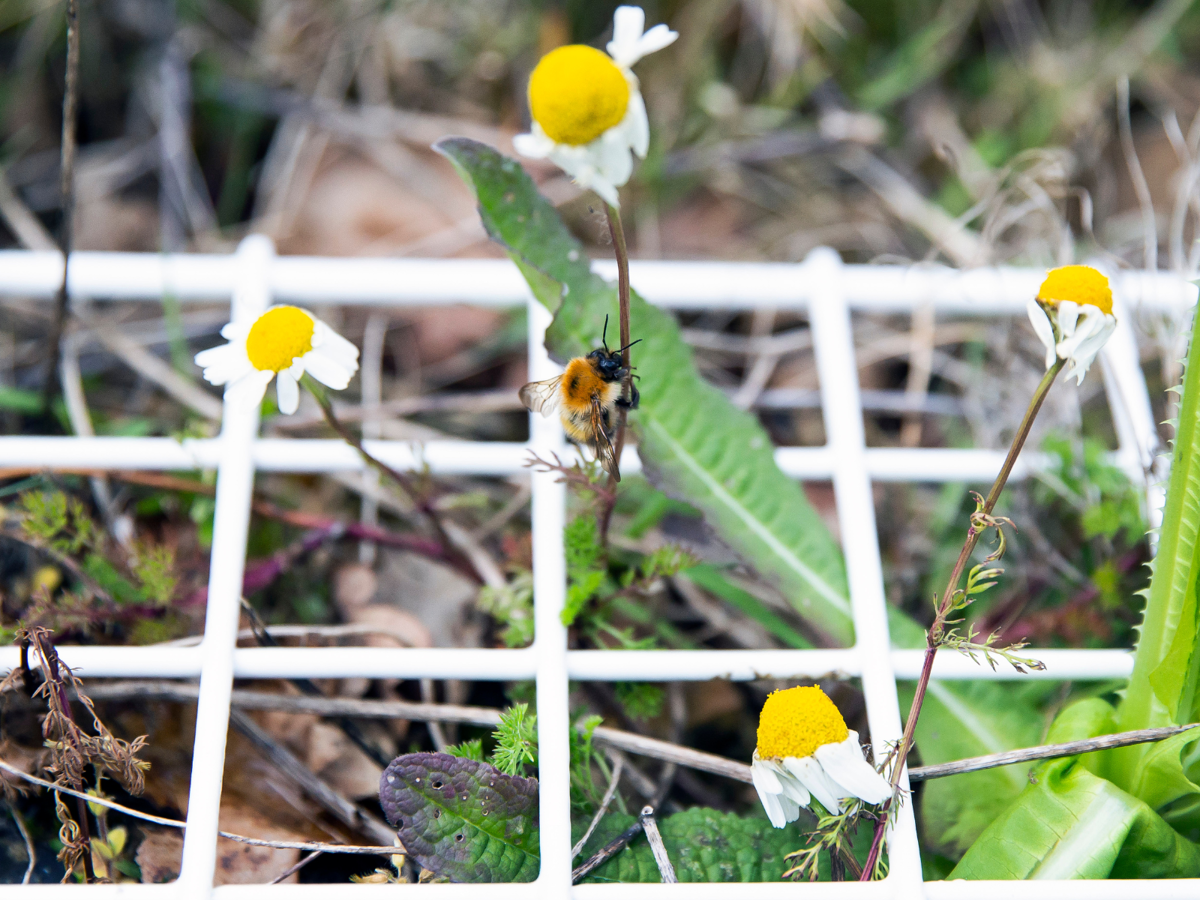 Bee on flower in quadrat