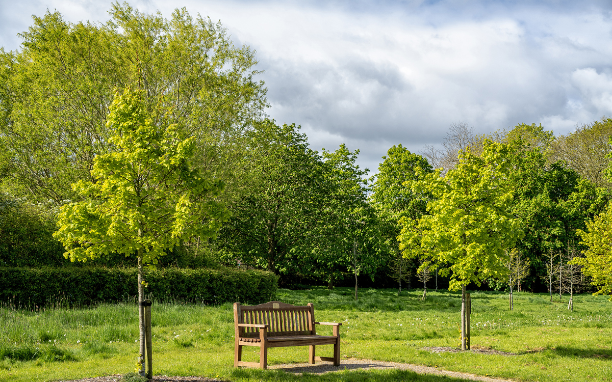 Wooden bench next to trees in summer