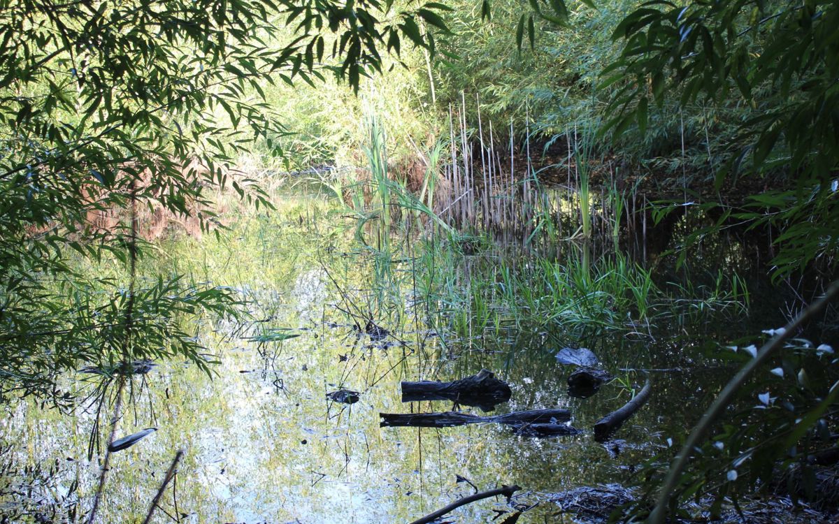 Pond with overhanging willow trees