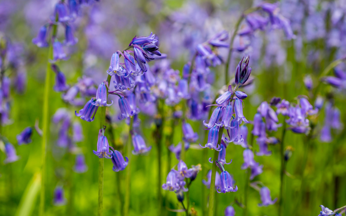 A patch of native British bluebells. The flowers are tall, a vibrant blueish-purple in colour, with bright green stems. Some of the flower heads droop downwards like a bell.