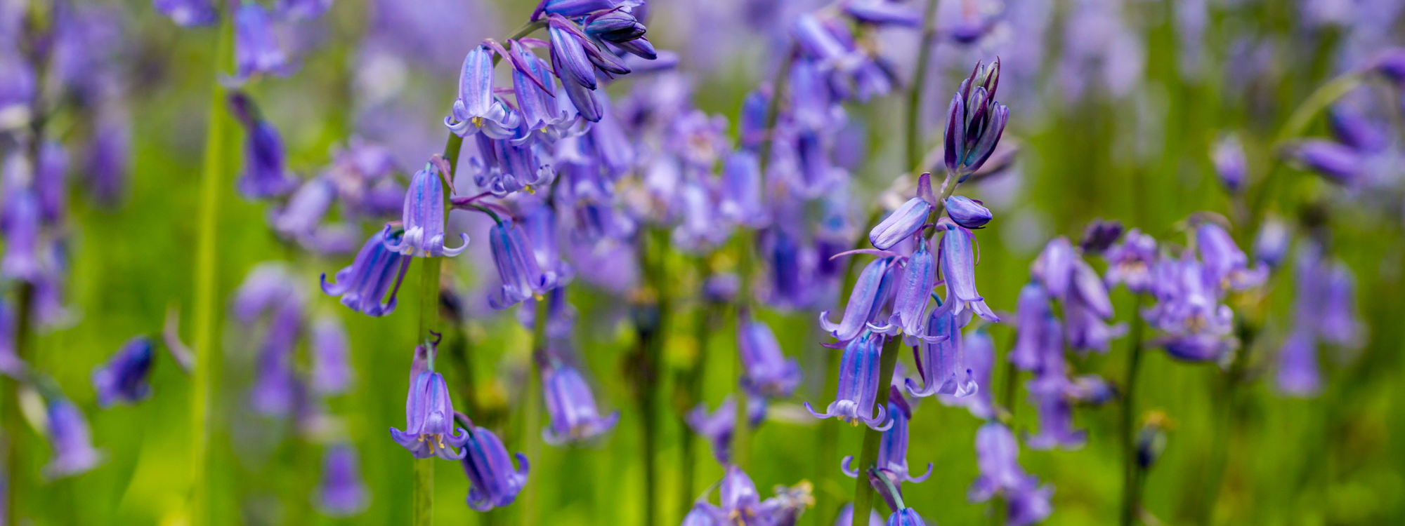 A patch of native British bluebells. The flowers are tall, a vibrant blueish-purple in colour, with bright green stems. Some of the flower heads droop downwards like a bell.