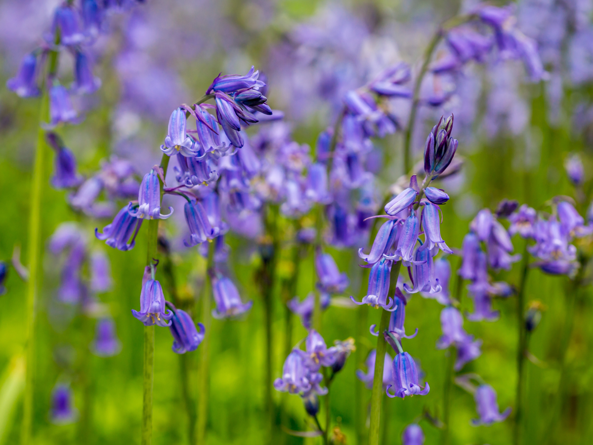 A patch of native British bluebells. The flowers are tall, a vibrant blueish-purple in colour, with bright green stems. Some of the flower heads droop downwards like a bell.