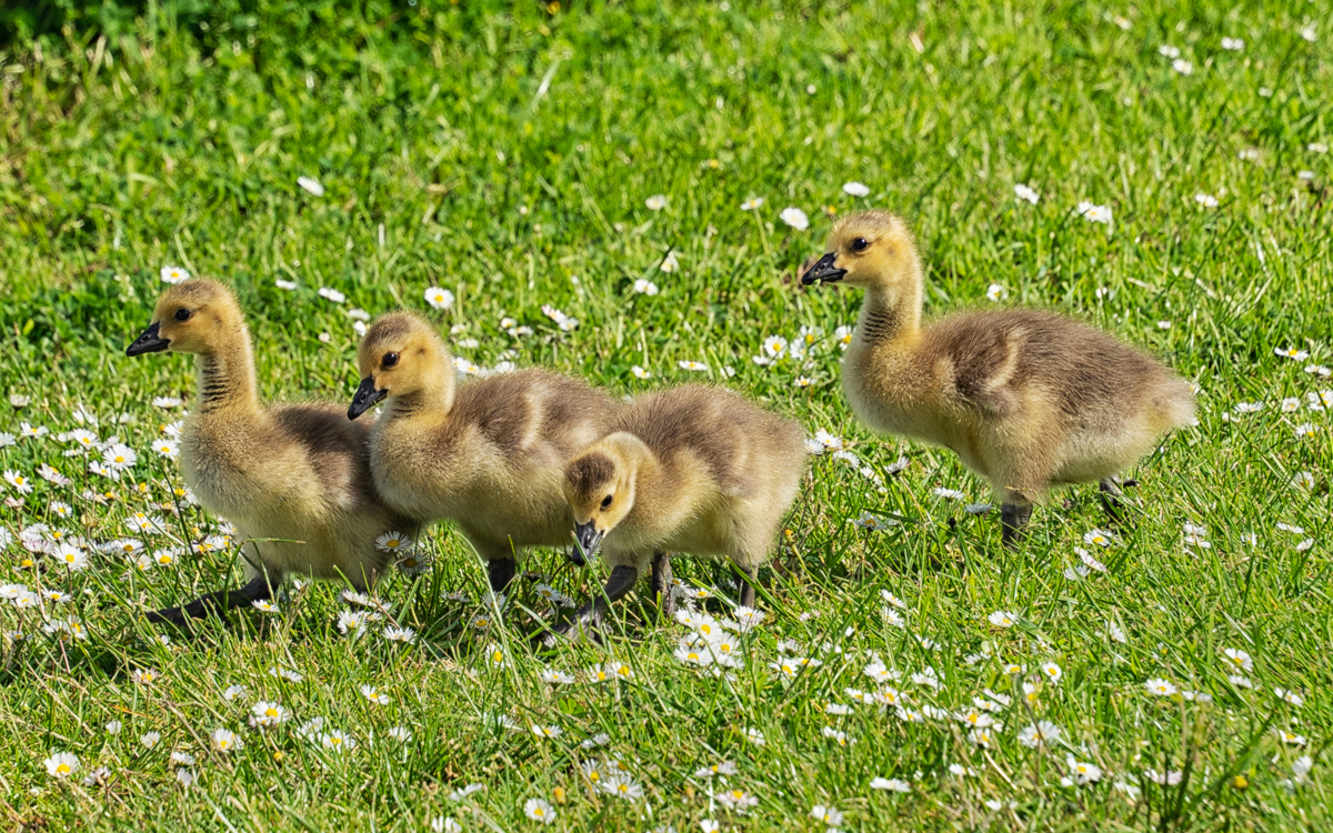 Four yellow and brown ducklings walking in a meadow with daisies