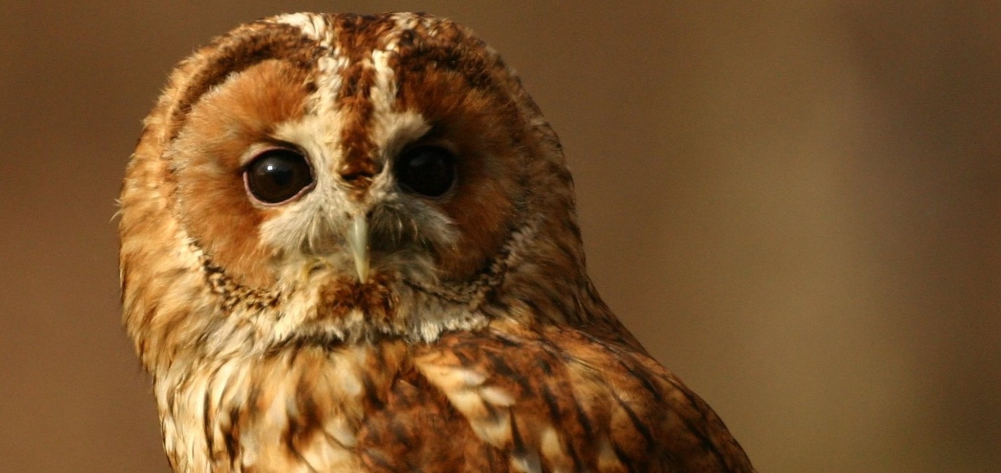 Tawny Owl close up banner.jpg (1)