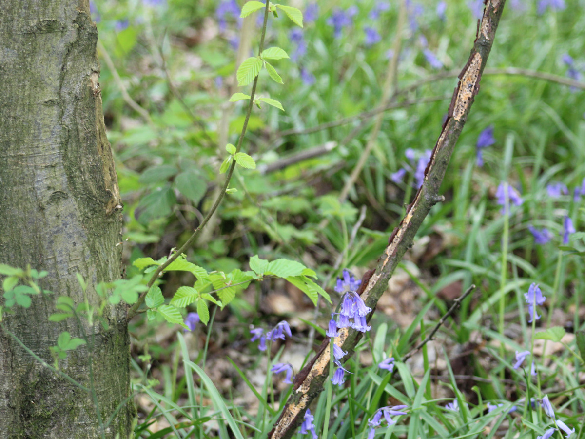 Bluebells at base of tree.