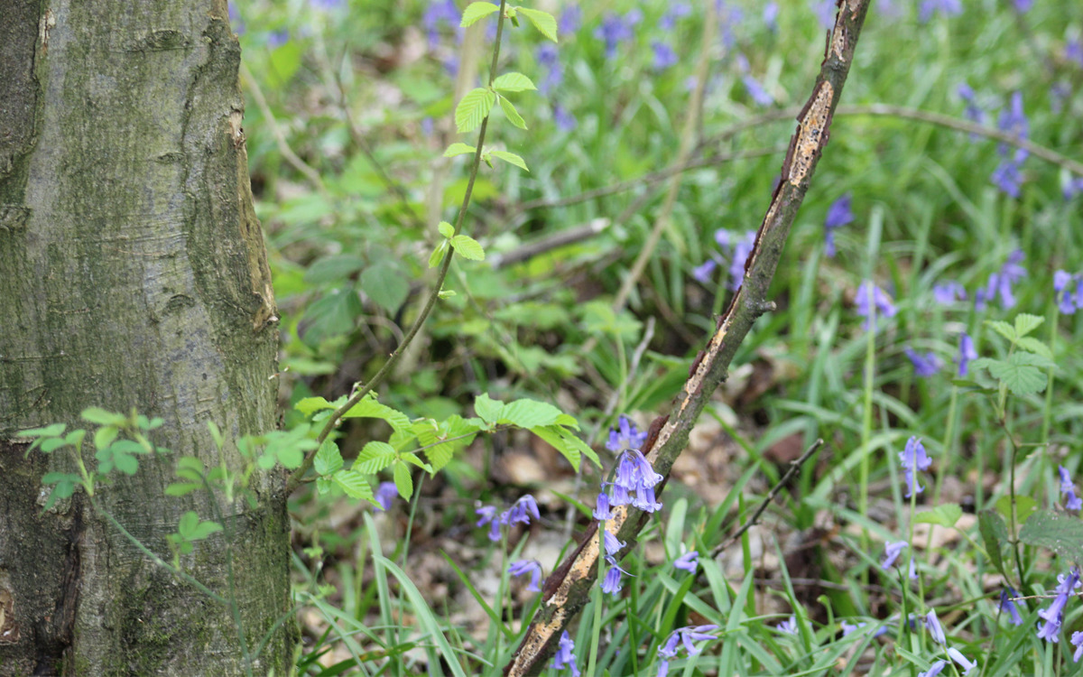 Bluebells at base of tree.