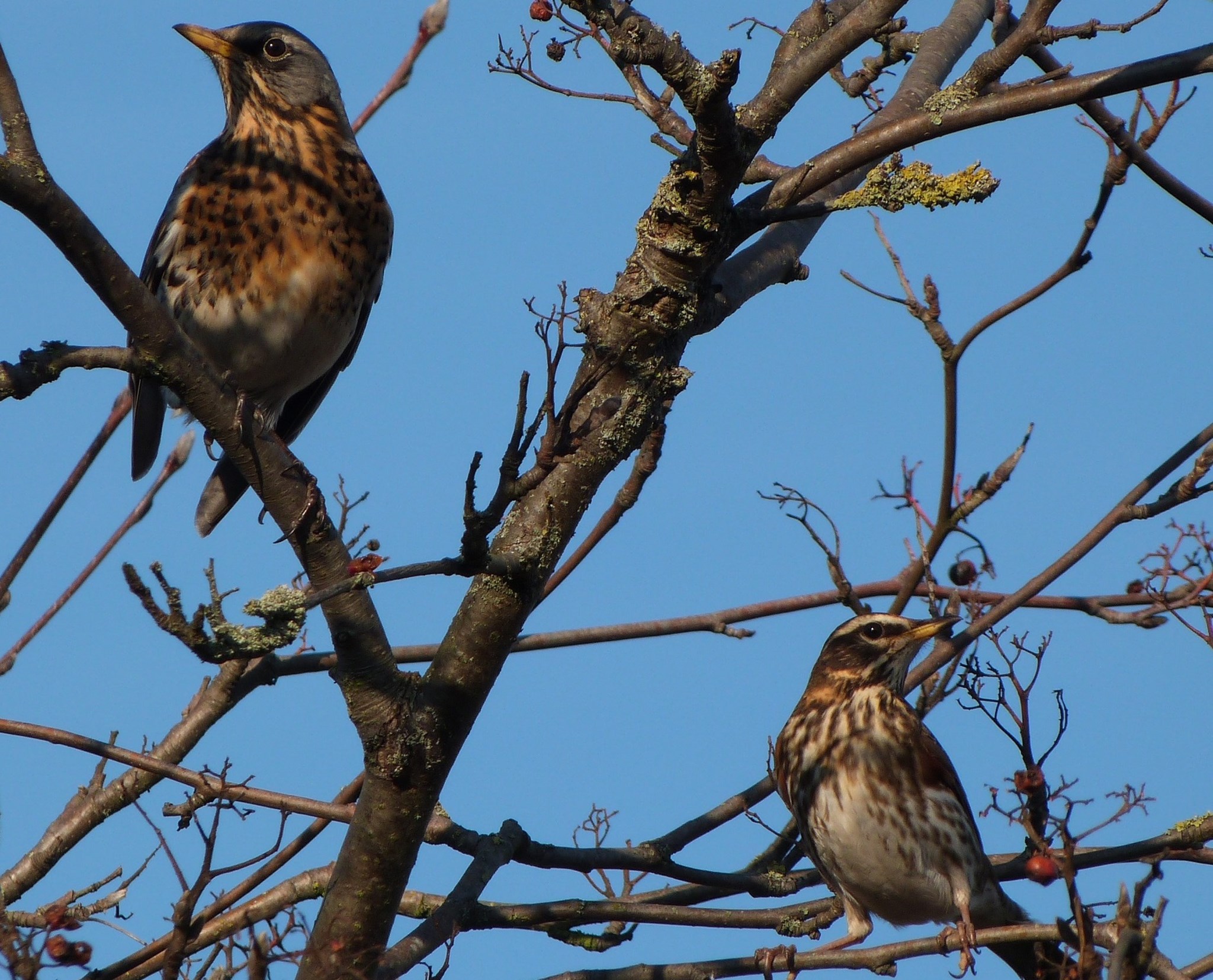 Fieldfare and Redwing Bletchley December 2012 Banner 3.jpg