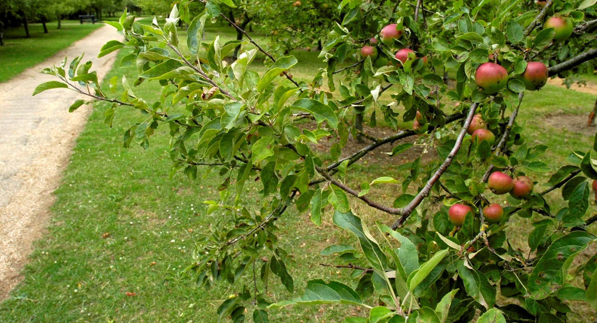 Orchard banner.jpg (1)