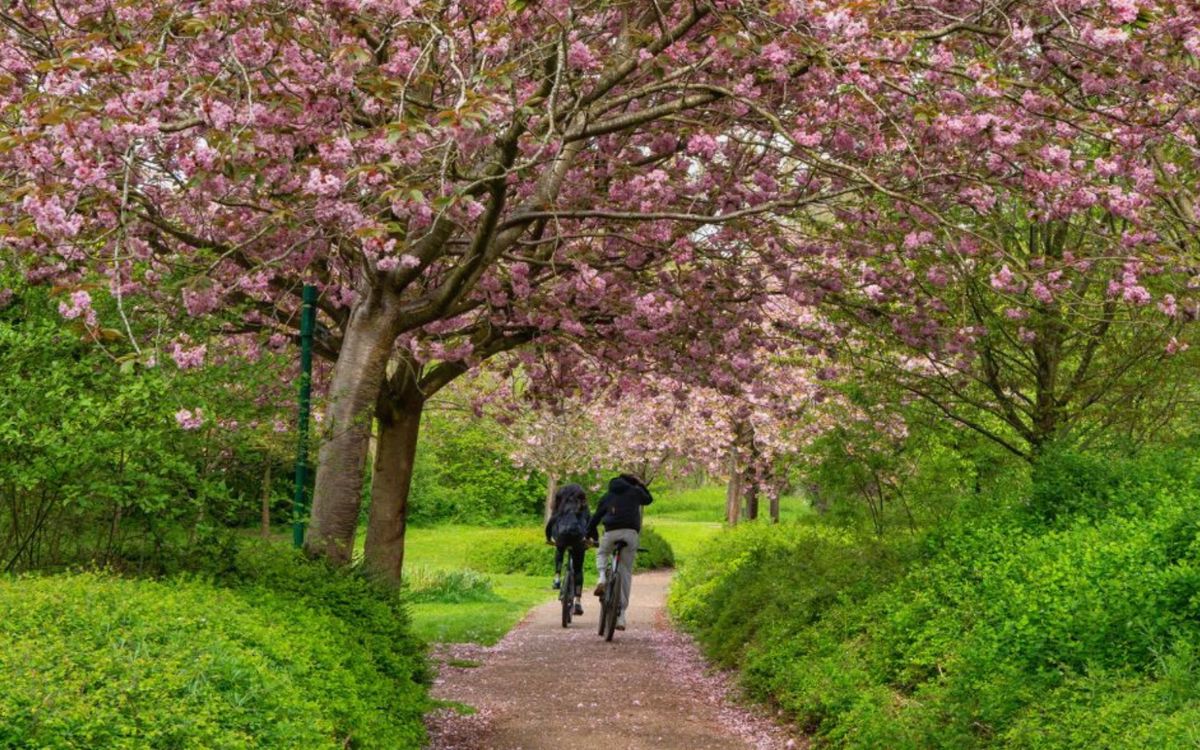 Two cyclists underneath trees in blossom in the community orchard