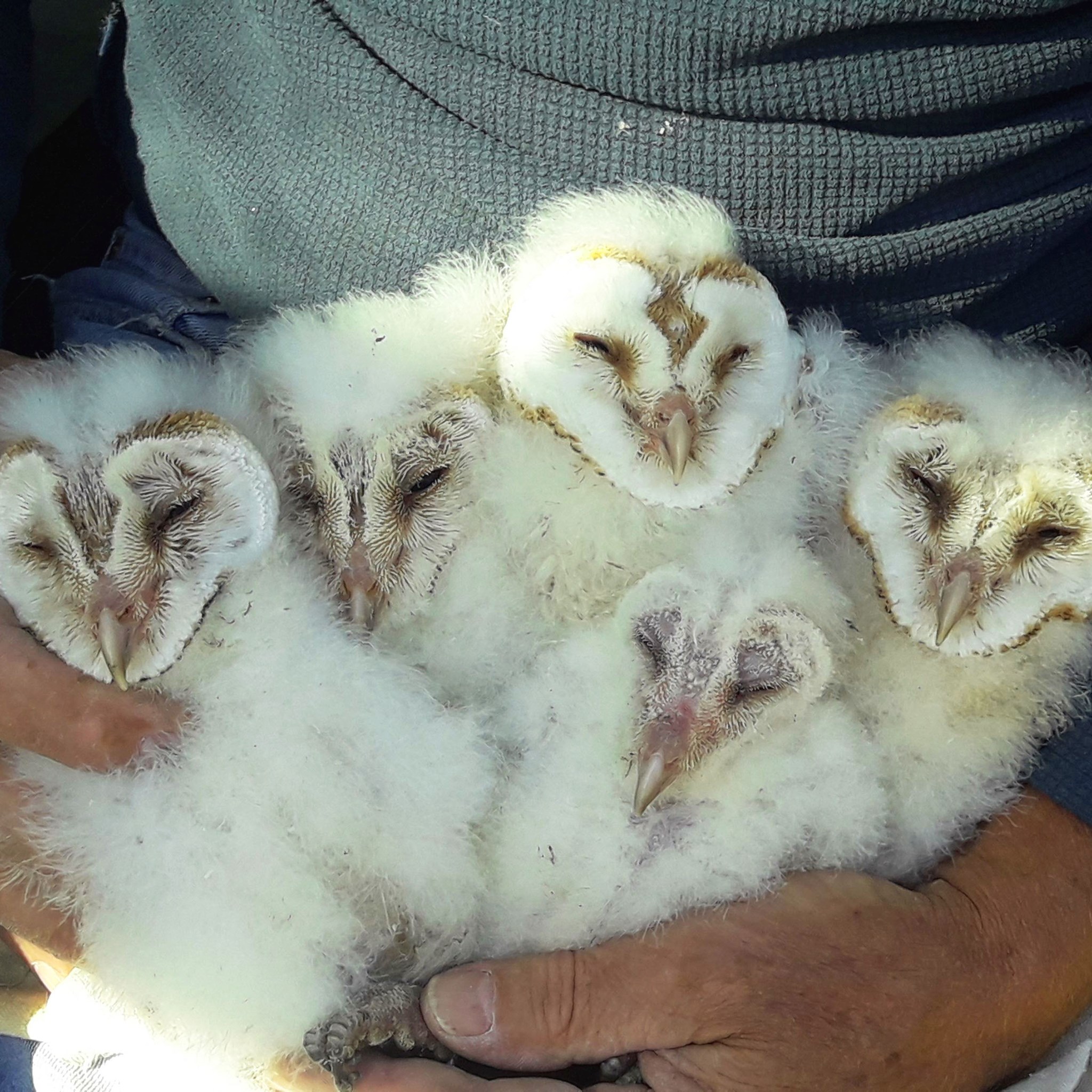 Barn Owl chicks Sept 2019.jpg