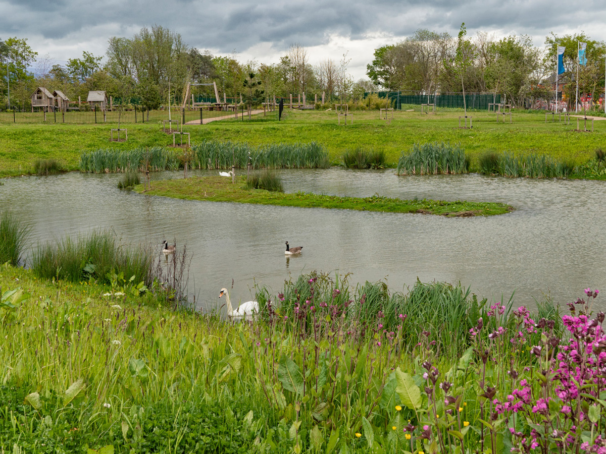 Lake with waterfowl and houses in the background.