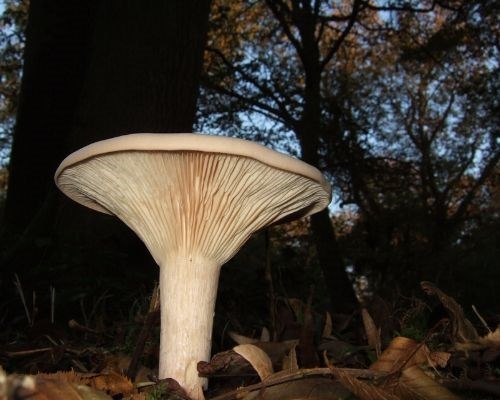 Common Funnel Cap (Clitocybe gibba)