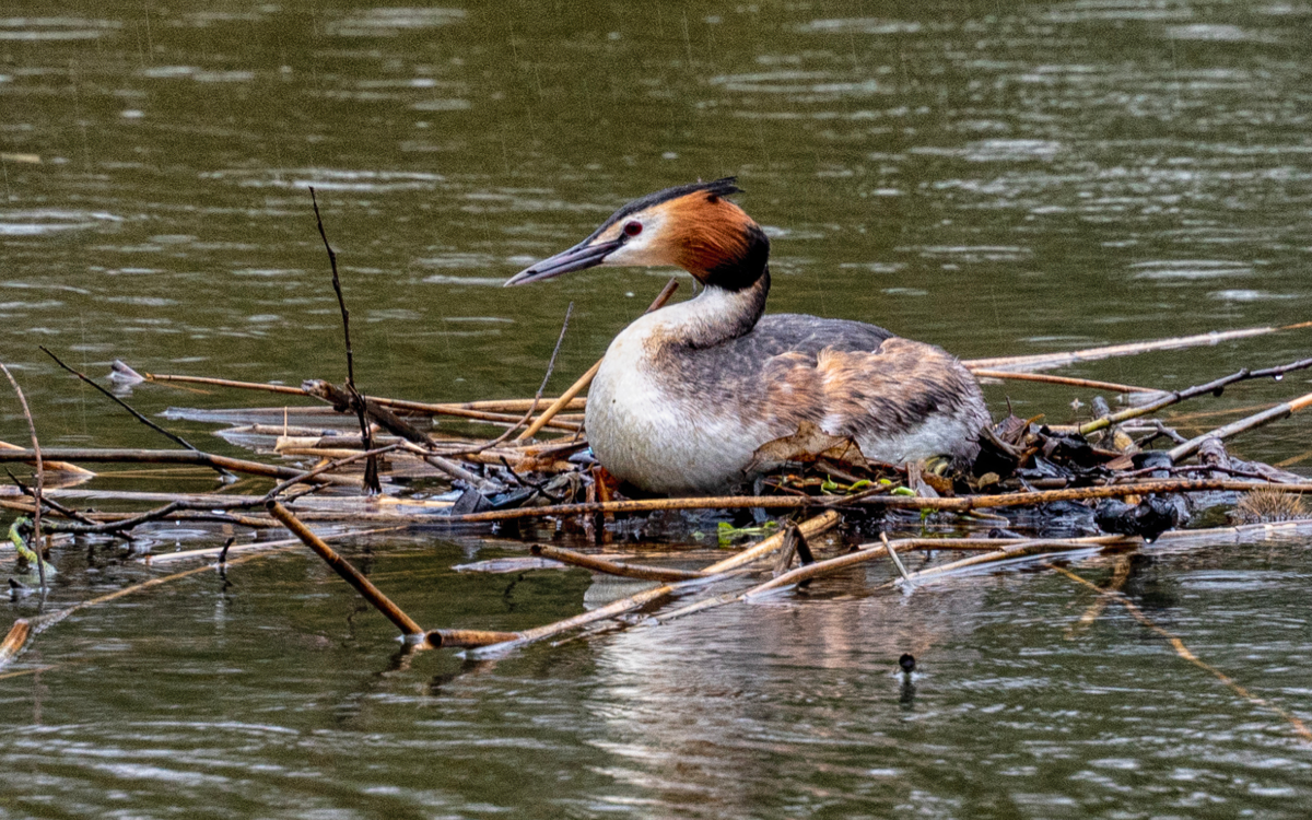 A great crested grebe sitting on a nest of sticks on a lake. The grebe has a long, slender neck which is curled in a relaxed position against is back. It has a long black beak, a mostly white face and some bright coppery-red feathers behind its eye. 