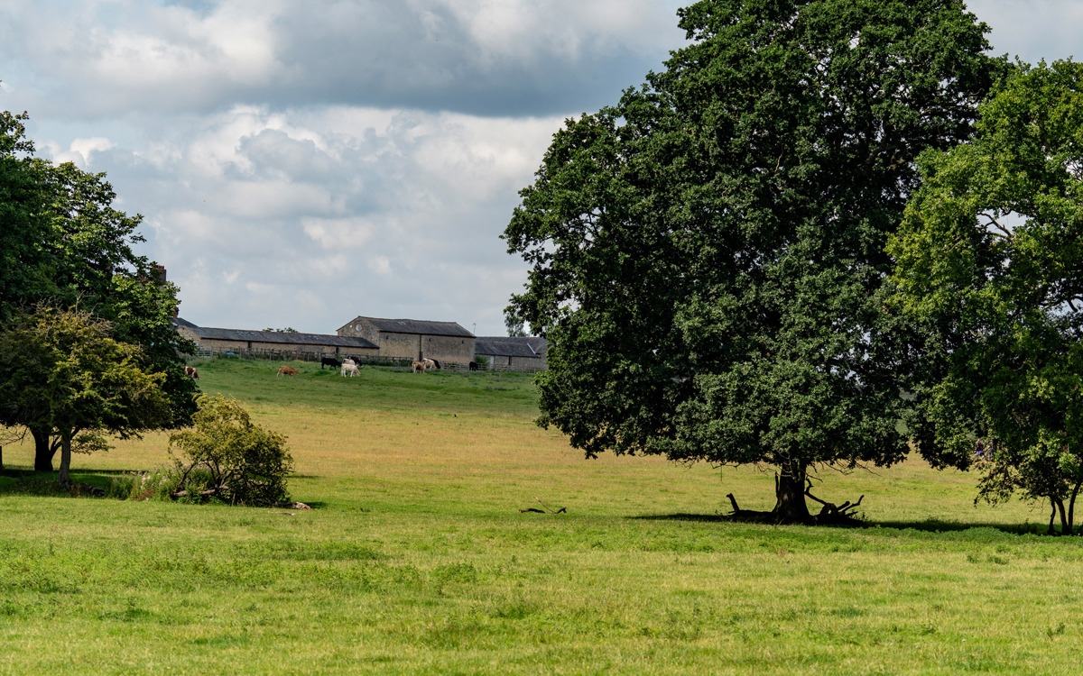 Farm buildings, fields and trees with cows at Floodplain Forest Nature Reserve.