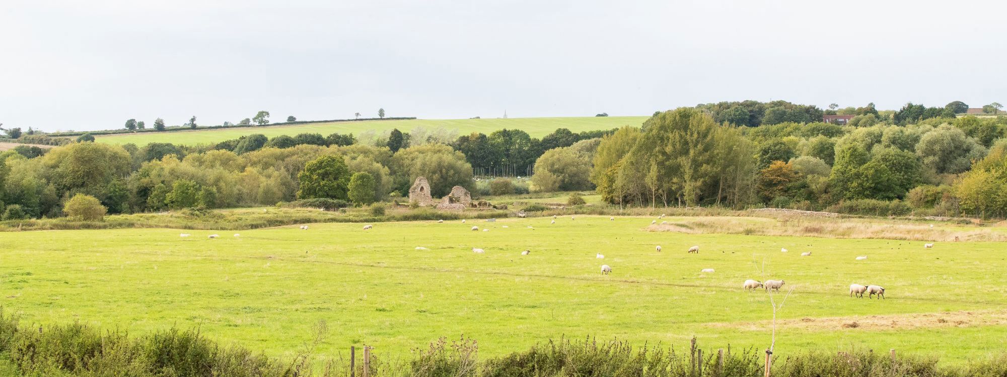 Field with sheep in Milton Keynes with remains of St Peters Church in the distance