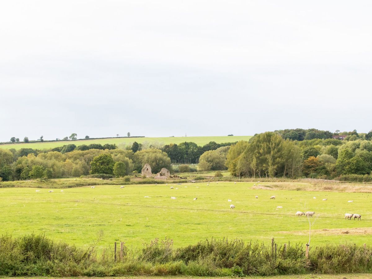 Field with sheep in Milton Keynes with remains of St Peters Church in the distance